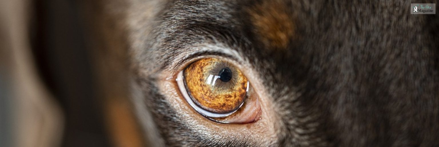 Dog Eye Boogers: What Is It, How To Get Rid Of It?