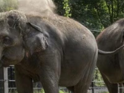 Elephant Dies at St. Louis Zoo