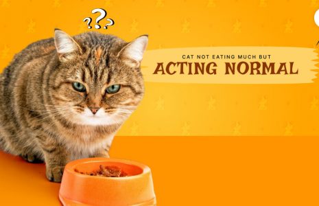 CAT Not eating
