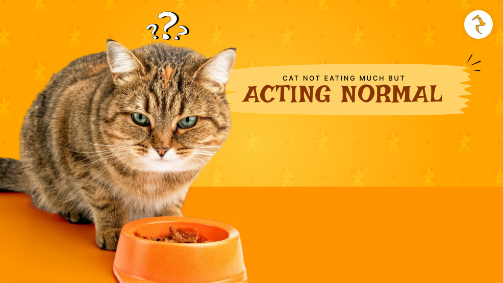 CAT Not eating