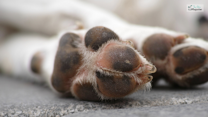 Medical Causes of Dog Chewing Paws