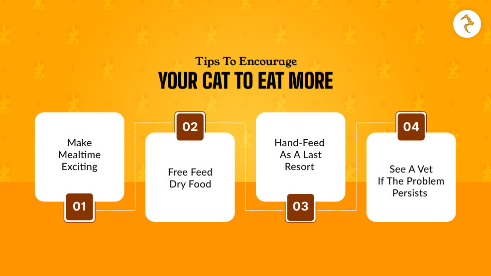 Tips to Encourage Your Cat to Eat More