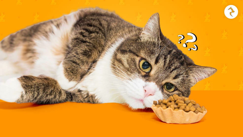 When To Worry About Your Cat Not Eating Much