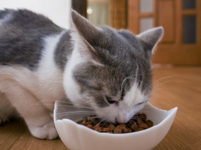 when can kittens eat dry food