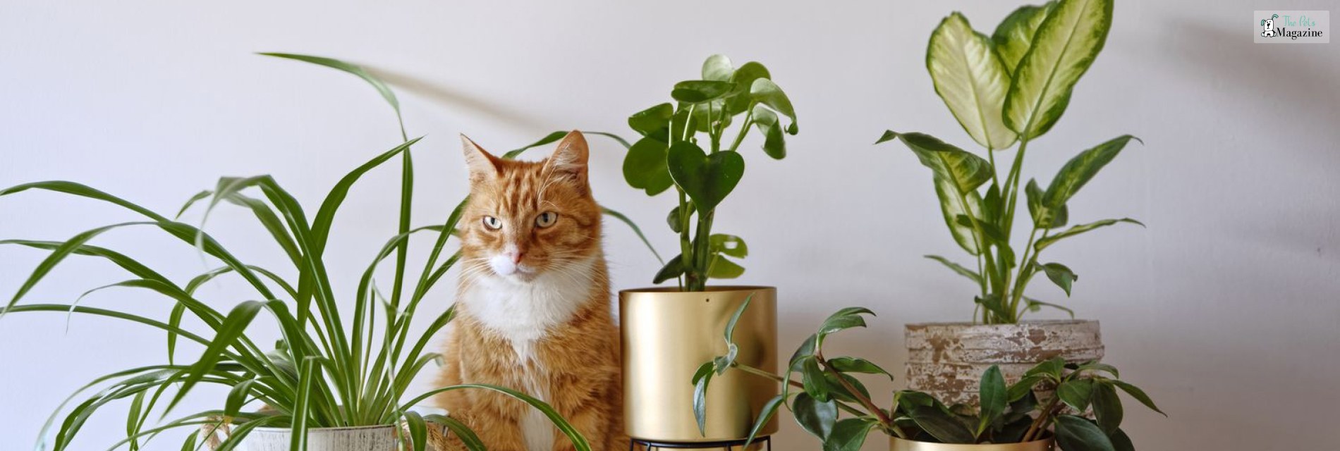 Are Money Plants Toxic To Cats