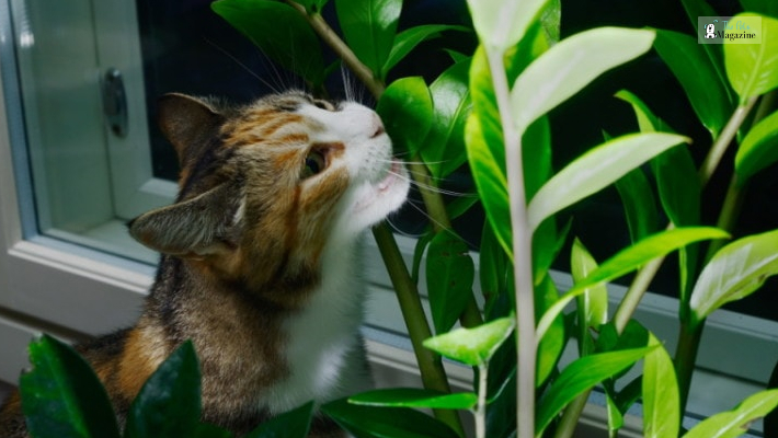 Are Money Trees Toxic to Cats_