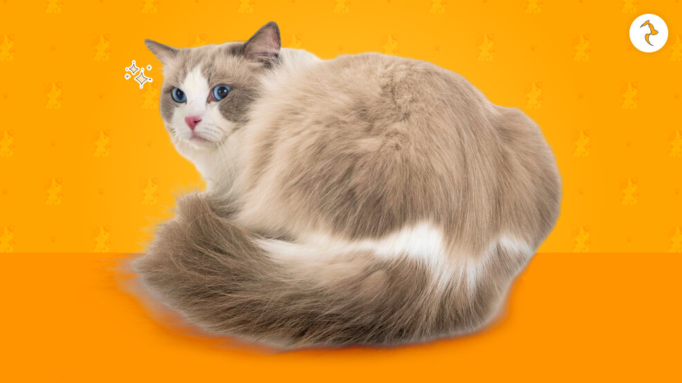 Are Ragdoll Cats Hypoallergenic
