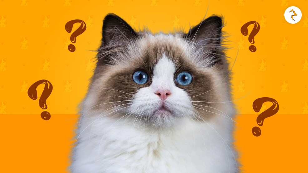 Are Ragdoll Cats Hypoallergenic