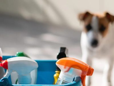 How To Maintain Cleanness In The House With Pets