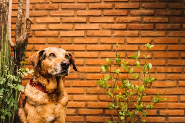 Maintaining Your Wirеlеss Dog Fеncе