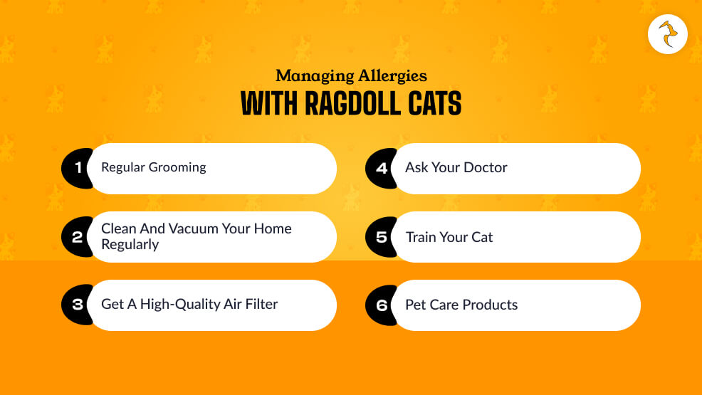 Managing Allergies With Ragdoll Cats