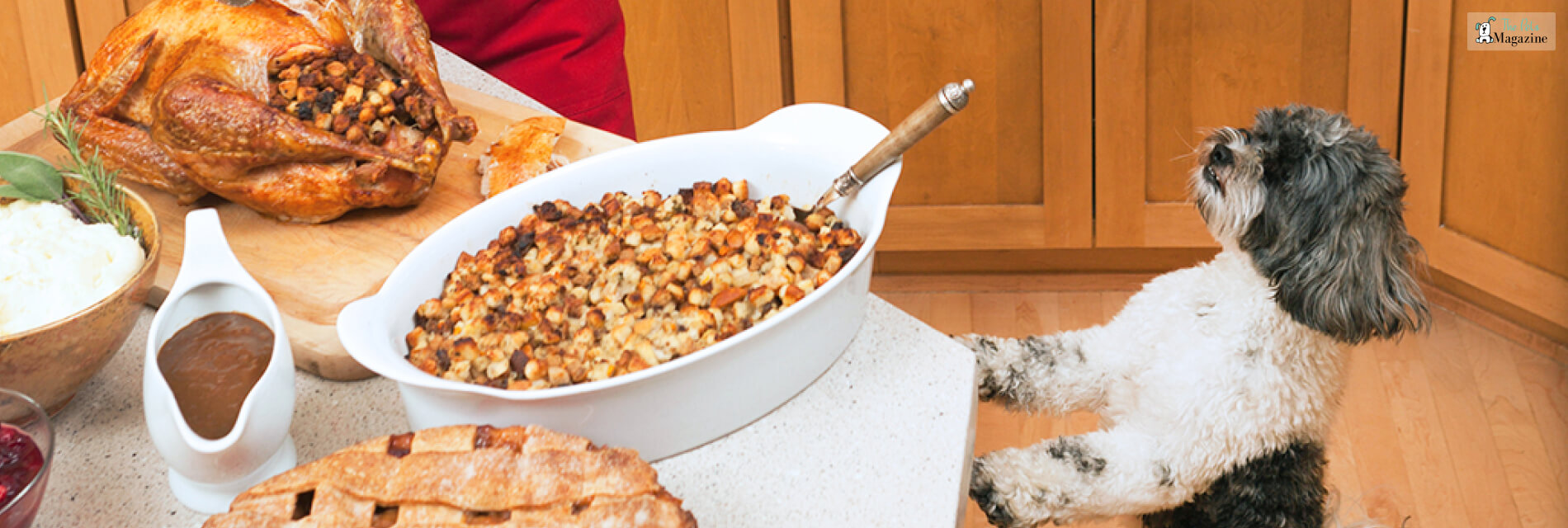 Safe and healthy Thanksgiving recipes for pets