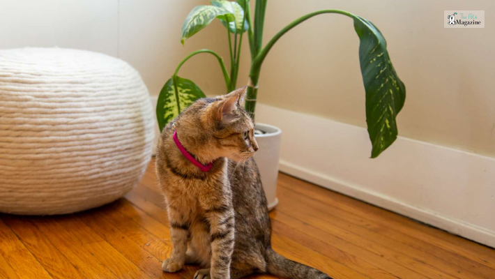 Symptoms of Plant Toxicity in Cats