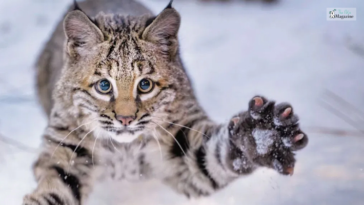 The Pros of Keeping Bobcats as Pets