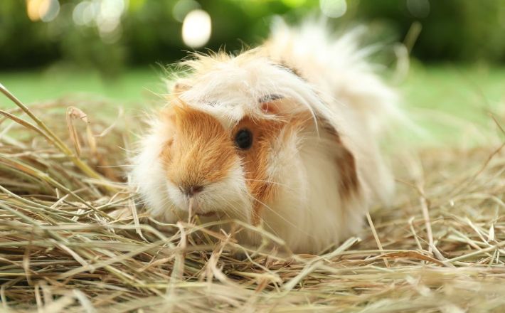 The Significance of Hay in a Guinea Pig's Diet
