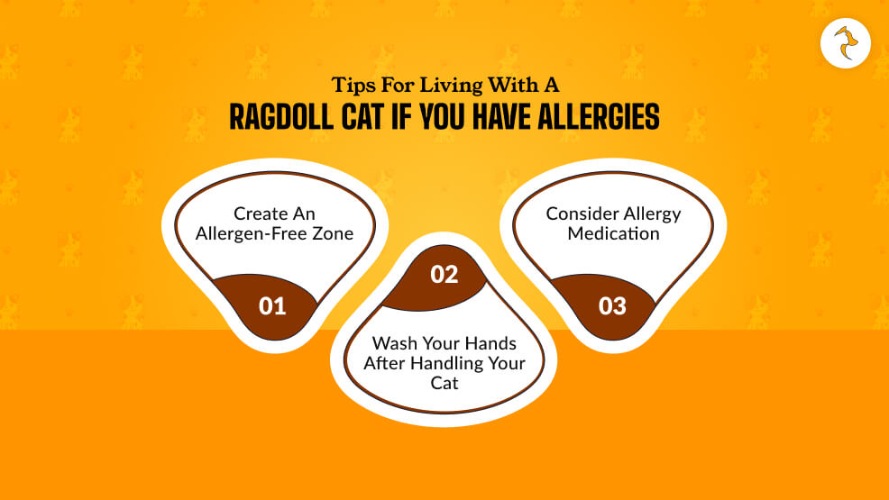 Tips For Living With A Ragdoll Cat If You Have Allergies