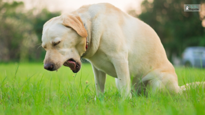 Understanding Dog Vomiting
