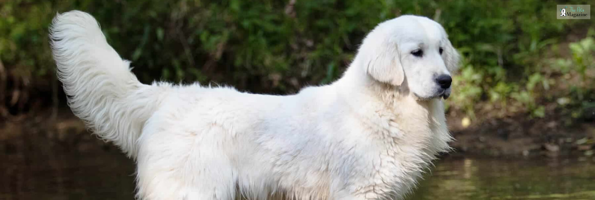 White Golden Retrievers