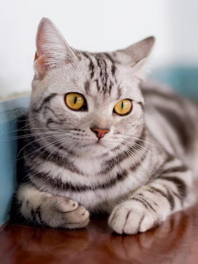 American Shorthair Cat Breed - ThePetsMagazine