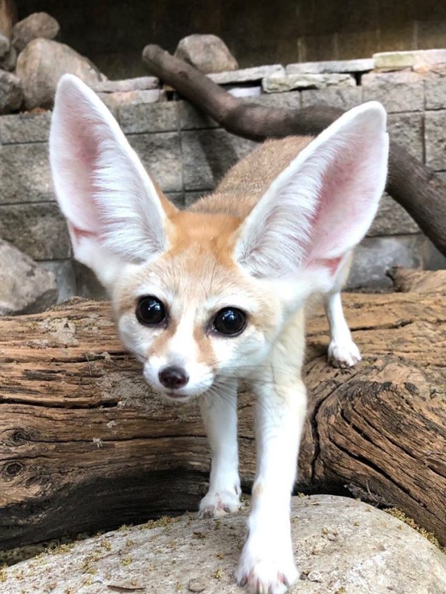 Facts About Fennec Fox ThePetsMagazine