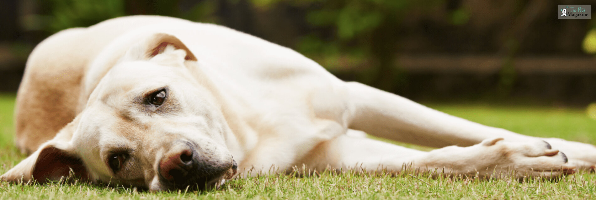 dog threw up yellow liquid and died