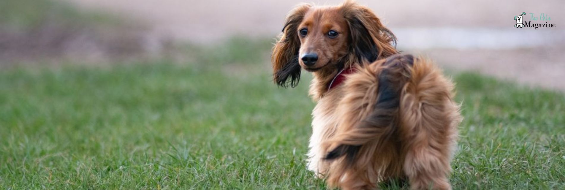 long-haired dachshund