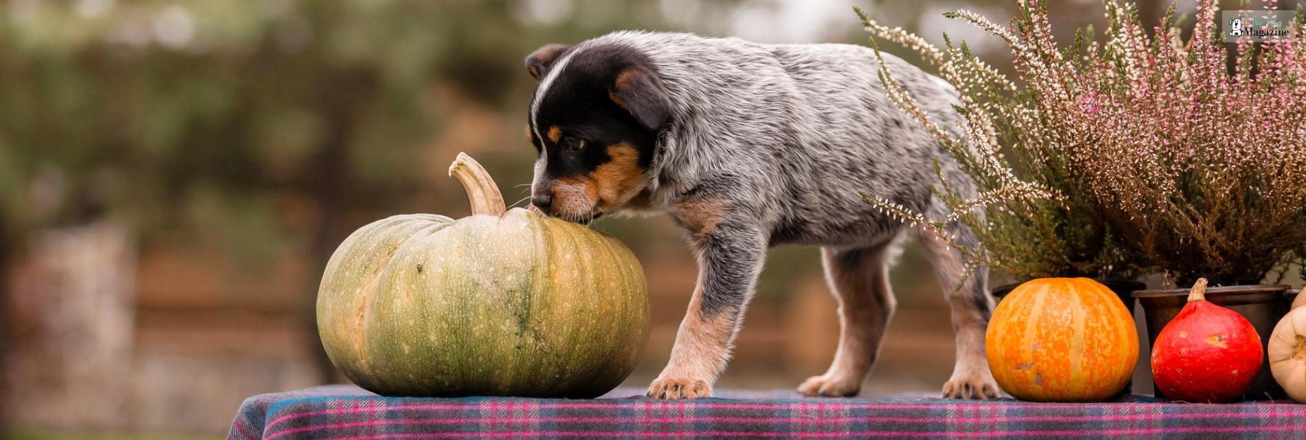 thanksgiving pet safety