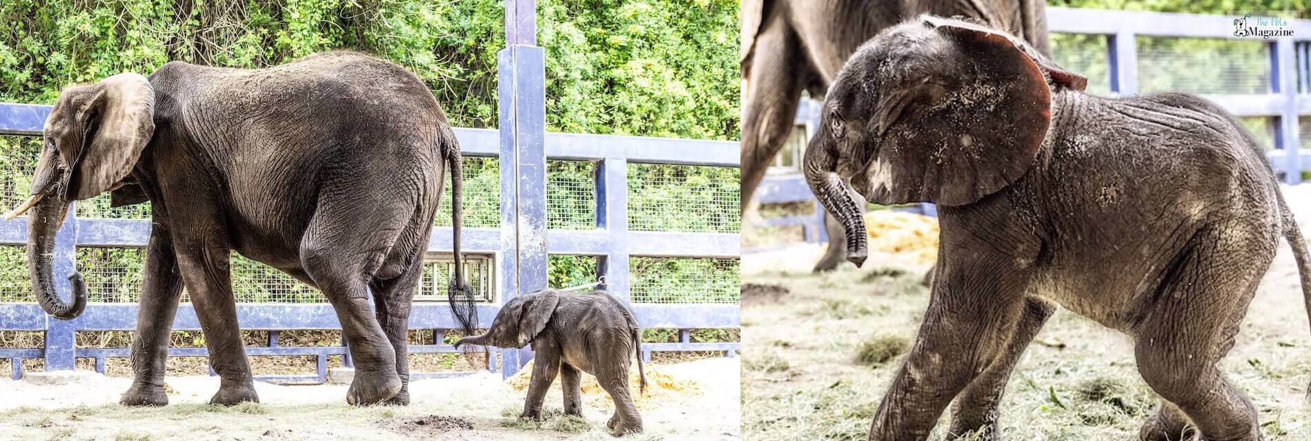 Baby African Elephant Born At Disney