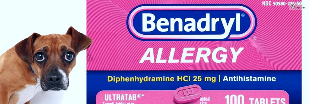 Curated visual reference: Picture Idea: What Is The Right Benadryl Dosage For Dogs