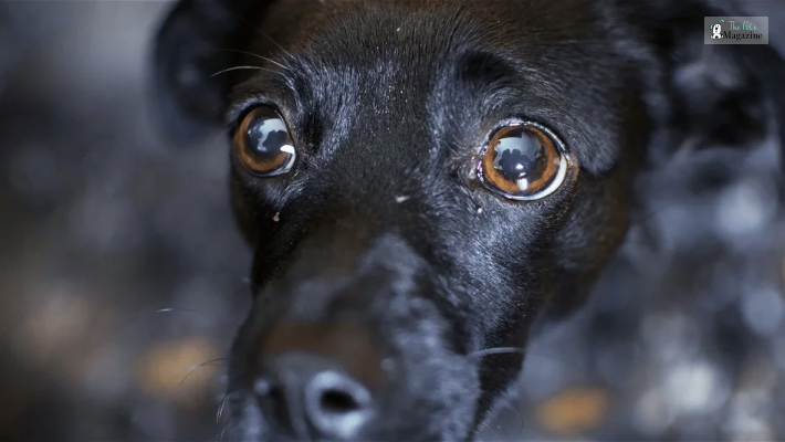 Common Causes of Side Eye in Dogs