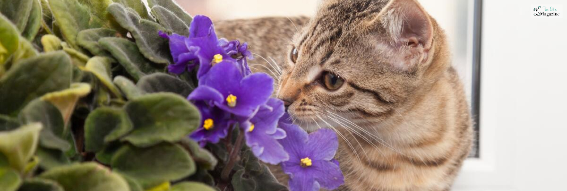 Common Holiday Plants Toxic To Pets