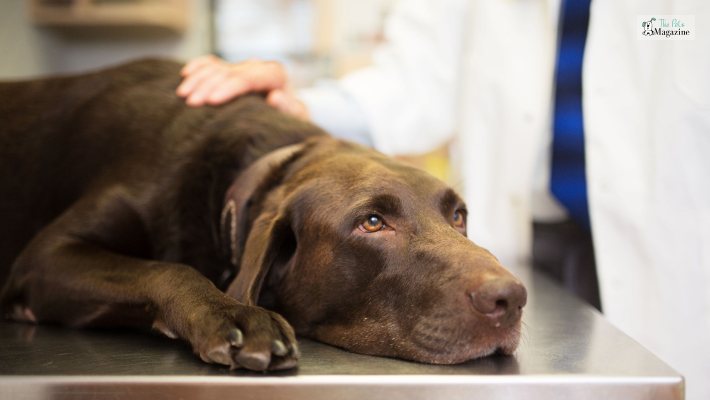 Common Signs and Symptoms of Poisoning In Pets