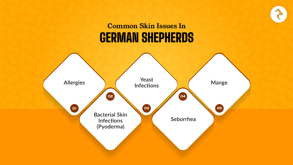 Common Skin Issues In German Shepherds