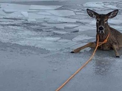Deer Stuck In Thin Ice Pond