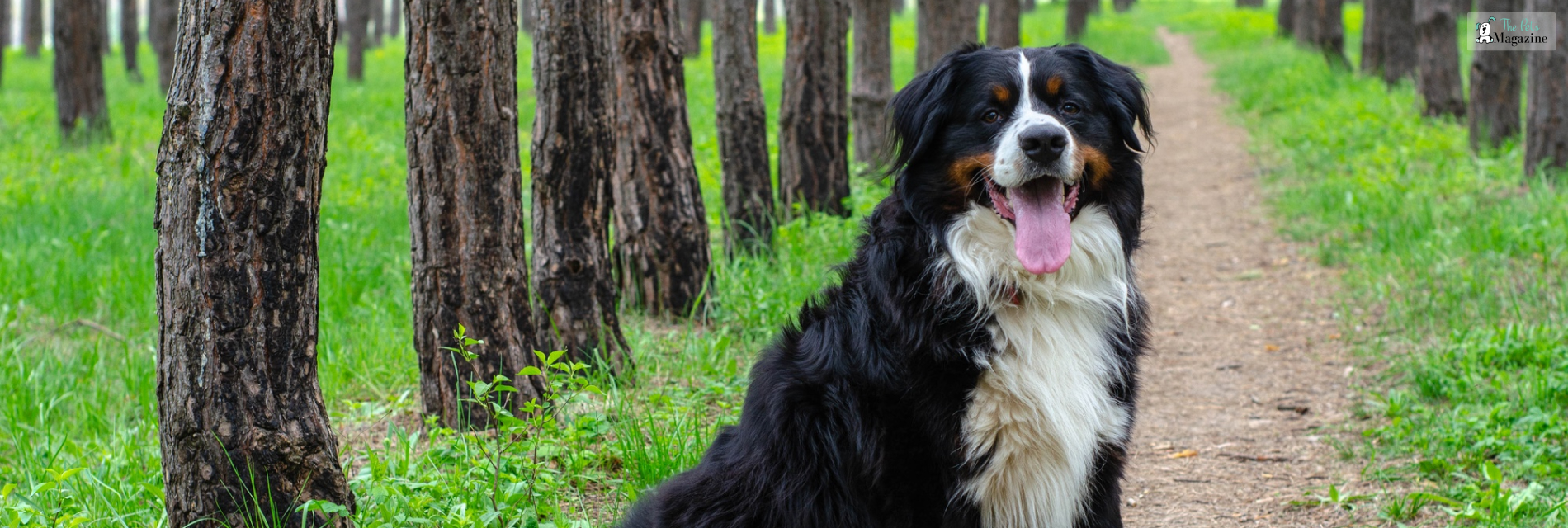 Bernese Mountain Dogs