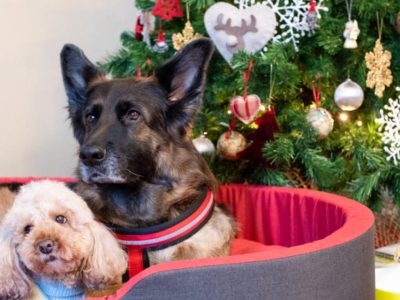 Fun Christmas Activities For Pets