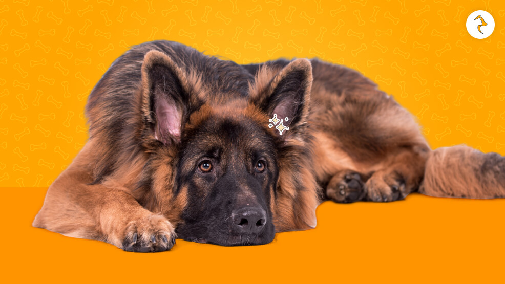 Grooming A Long haired German Shepherd
