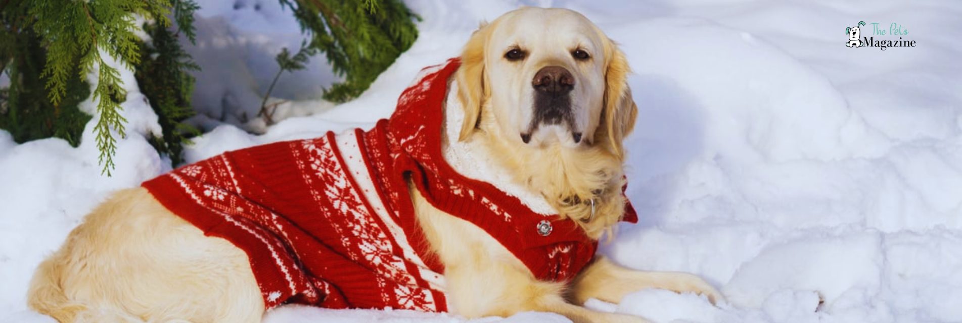 How to Keep Dogs Warm In Winter