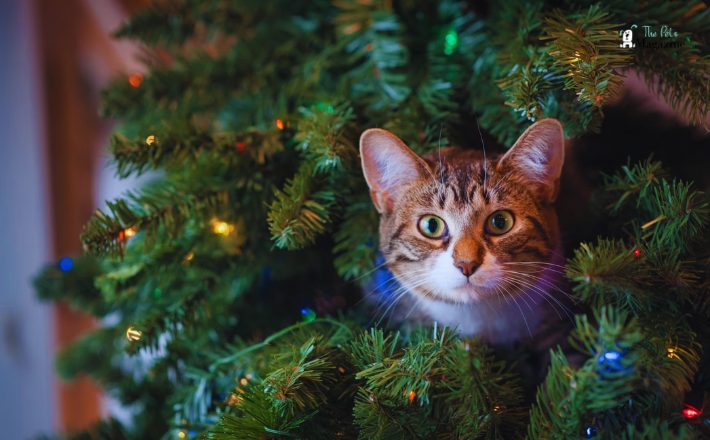 Make A Holiday Advent Calendar For Pets