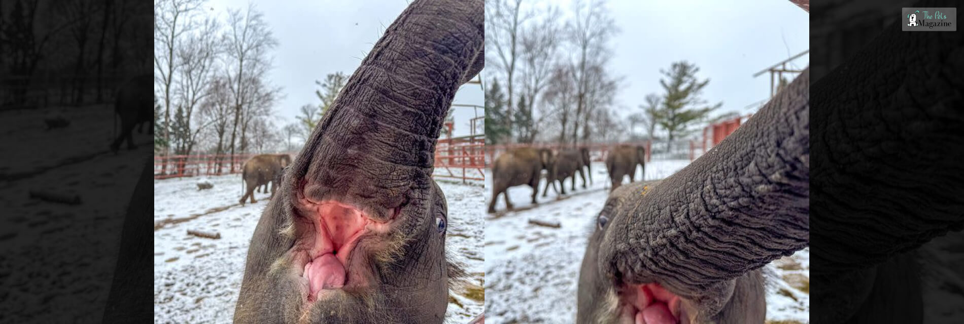 Miracle Elephant Takes An Elfie At The New York Zoo