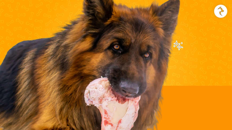 Nutrition And Supplements For Healthy Coat Growth In Long-Haired German Shepherds