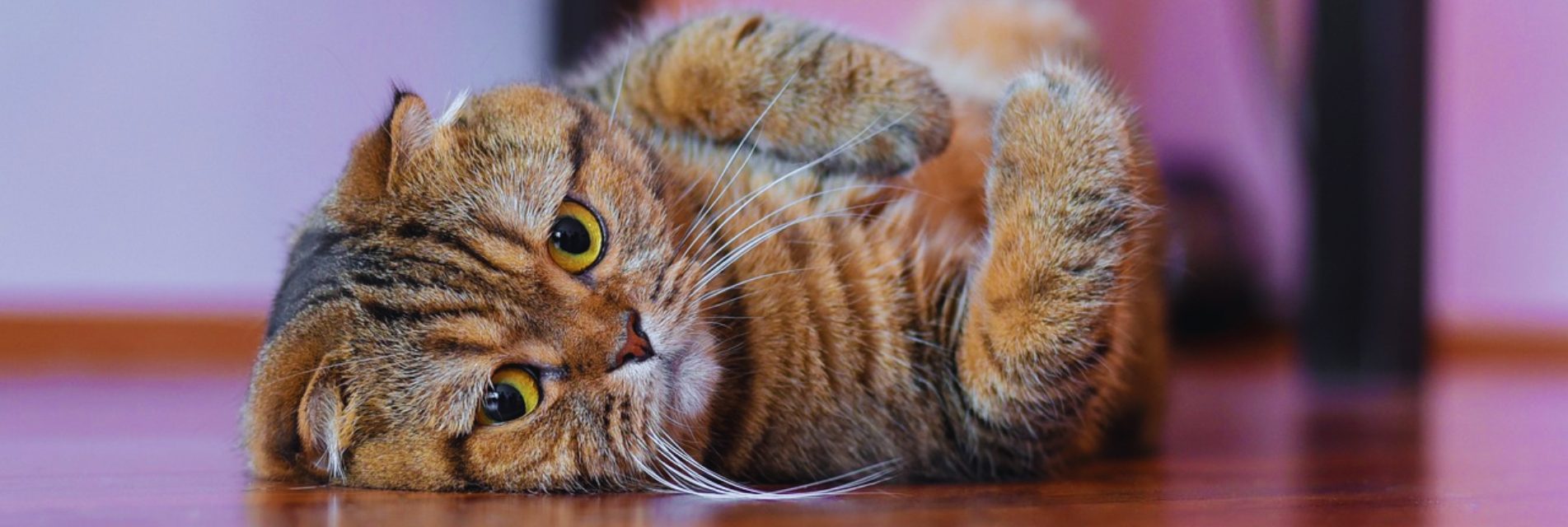 Scottish Fold Cats