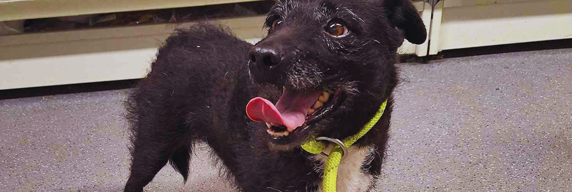 Senior Dog Missing For Six Years And Accidentally Gets Rescued