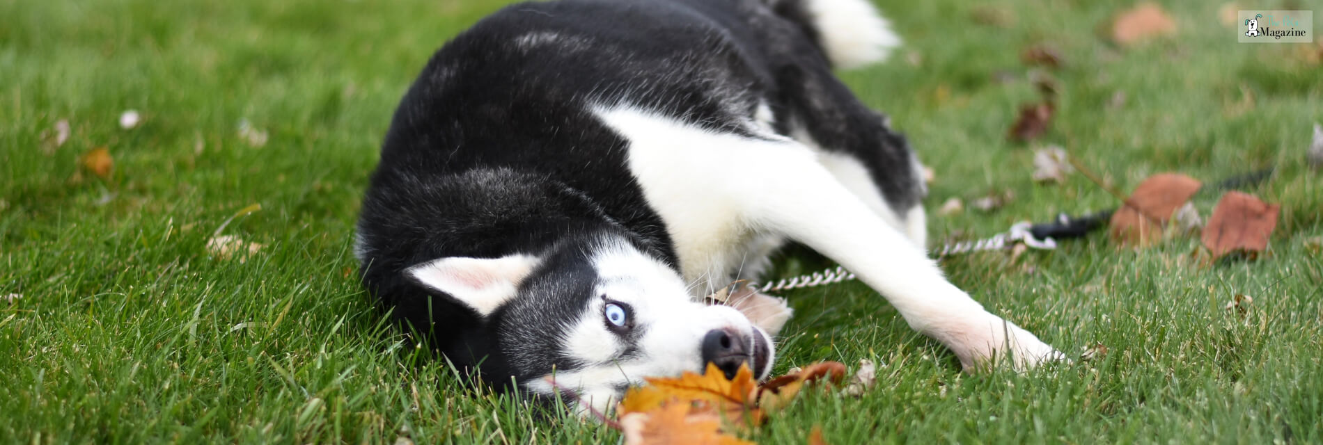 Side Eye Dog