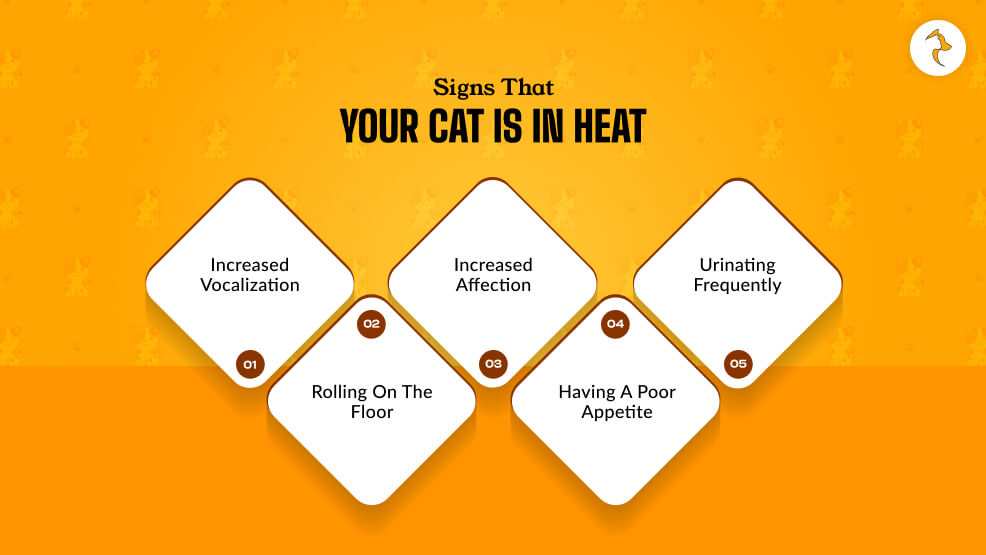 Signs That Your Cat Is In Heat