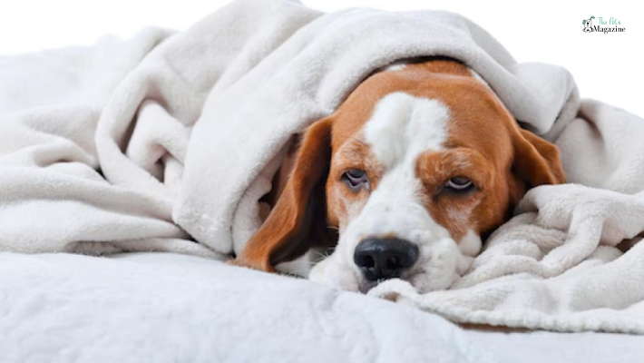 Signs and Symptoms of Upset Stomach in Dogs