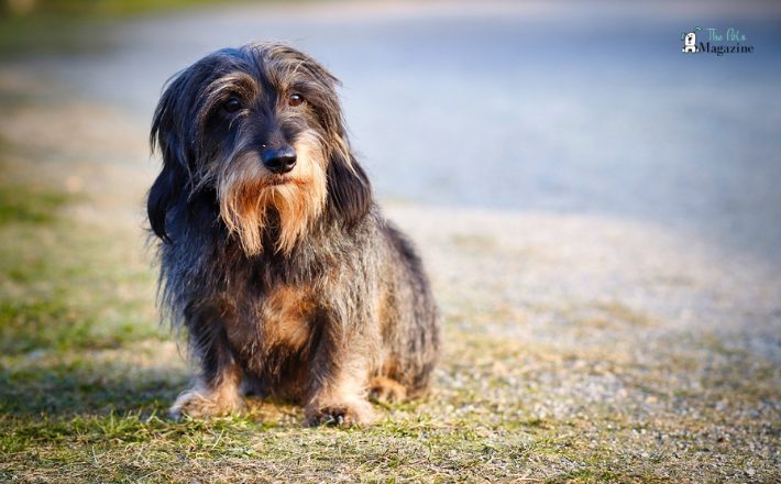 The Wire-haired Dachshund