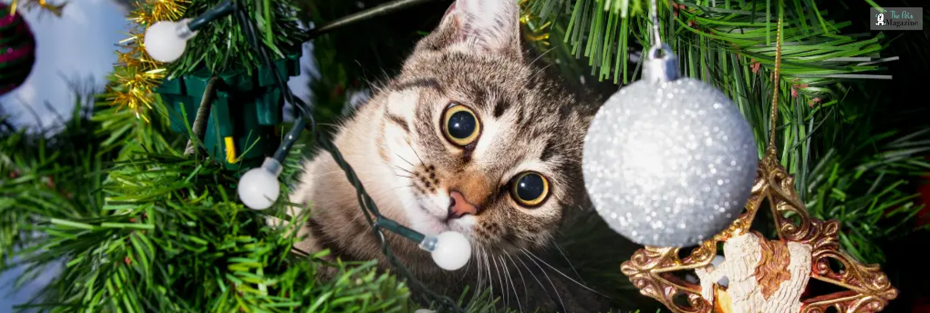 Tips For Safe Christmas Decorations for Pets