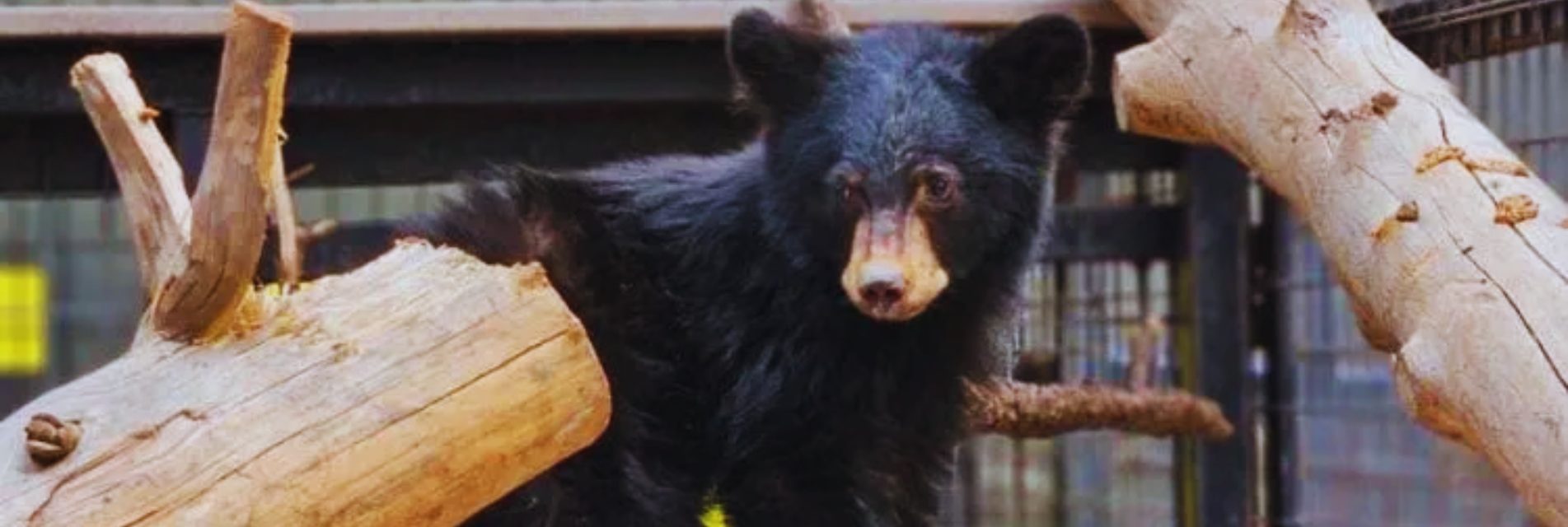 Unusually Tiny 15-Pound Bear Cub Found In Arizona Suburb