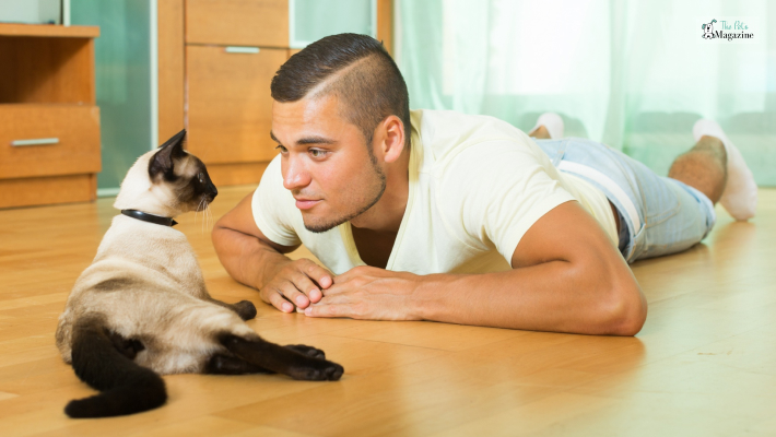Why cats make great pets